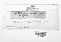 Corticium caeruleum image